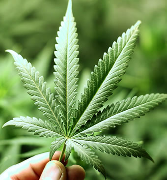 marijuana leaf in American pot grower's hand