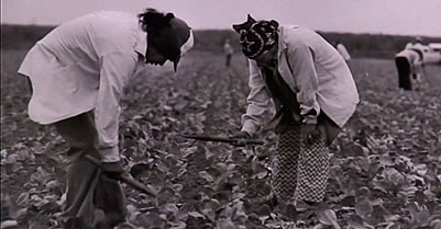 Texas farm workers doing back breaking work in Rio Grande Valley